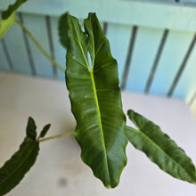 Load image into Gallery viewer, #G20 Philodendron Paraiso Verde