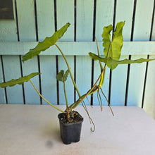 Load image into Gallery viewer, #G20 Philodendron Paraiso Verde