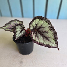 Load image into Gallery viewer, #B75 Begonia Unknown