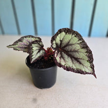 Load image into Gallery viewer, #B75 Begonia Unknown