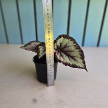 Load image into Gallery viewer, #B75 Begonia Unknown