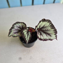 Load image into Gallery viewer, #B75 Begonia Unknown