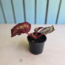 Load image into Gallery viewer, #B75 Begonia Unknown
