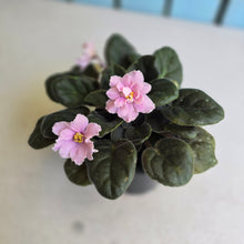 Load image into Gallery viewer, #H3 African Violet