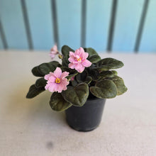Load image into Gallery viewer, #H3 African Violet