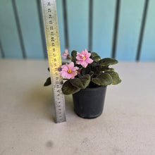 Load image into Gallery viewer, #H3 African Violet
