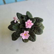 Load image into Gallery viewer, #H3 African Violet
