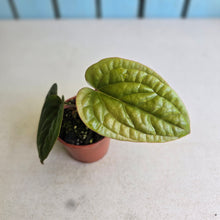 Load image into Gallery viewer, #B93 Anthurium Luxurians x Radicans
