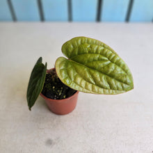 Load image into Gallery viewer, #B93 Anthurium Luxurians x Radicans
