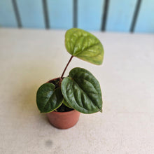 Load image into Gallery viewer, #B93 Anthurium Luxurians x Radicans