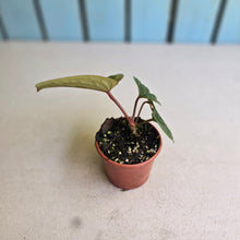 Load image into Gallery viewer, #B93 Anthurium Luxurians x Radicans