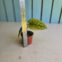 Load image into Gallery viewer, #B93 Anthurium Luxurians x Radicans