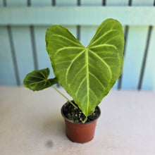 Load image into Gallery viewer, #H27 Anthurium NOID