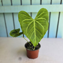 Load image into Gallery viewer, #H27 Anthurium NOID