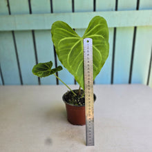 Load image into Gallery viewer, #H27 Anthurium NOID