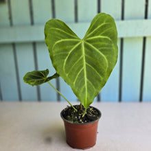 Load image into Gallery viewer, #H27 Anthurium NOID
