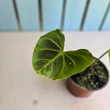 Load image into Gallery viewer, #H27 Anthurium NOID
