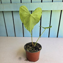 Load image into Gallery viewer, #H27 Anthurium NOID