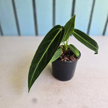 Load image into Gallery viewer, #B26 Anthurium Warocqueanum