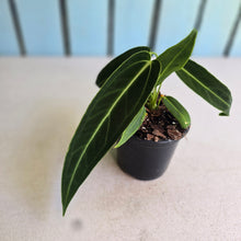 Load image into Gallery viewer, #B26 Anthurium Warocqueanum