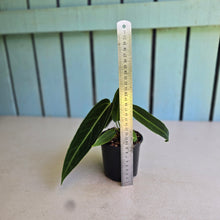 Load image into Gallery viewer, #B26 Anthurium Warocqueanum