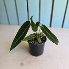 Load image into Gallery viewer, #B26 Anthurium Warocqueanum