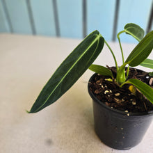 Load image into Gallery viewer, #B26 Anthurium Warocqueanum
