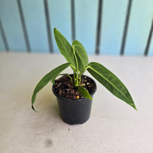 Load image into Gallery viewer, #B26 Anthurium Warocqueanum