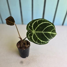 Load image into Gallery viewer, #G5 Anthurium Dark Crystallinum x Forgetii