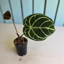Load image into Gallery viewer, #G5 Anthurium Dark Crystallinum x Forgetii