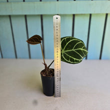 Load image into Gallery viewer, #G5 Anthurium Dark Crystallinum x Forgetii