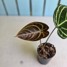 Load image into Gallery viewer, #G5 Anthurium Dark Crystallinum x Forgetii