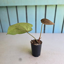 Load image into Gallery viewer, #G5 Anthurium Dark Crystallinum x Forgetii