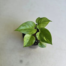 Load image into Gallery viewer, #88 Variegated Anthurium Hookeri