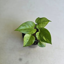 Load image into Gallery viewer, #88 Variegated Anthurium Hookeri