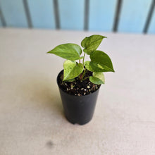 Load image into Gallery viewer, #88 Variegated Anthurium Hookeri