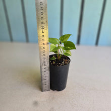 Load image into Gallery viewer, #88 Variegated Anthurium Hookeri