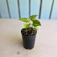 Load image into Gallery viewer, #88 Variegated Anthurium Hookeri