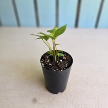 Load image into Gallery viewer, #88 Variegated Anthurium Hookeri