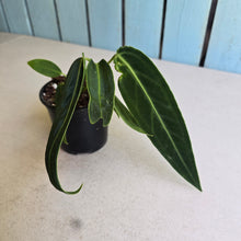Load image into Gallery viewer, #H165 Anthurium Warocqueanum