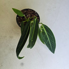 Load image into Gallery viewer, #H165 Anthurium Warocqueanum