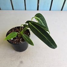 Load image into Gallery viewer, #H165 Anthurium Warocqueanum