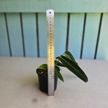 Load image into Gallery viewer, #H165 Anthurium Warocqueanum