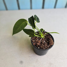 Load image into Gallery viewer, #H165 Anthurium Warocqueanum