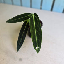 Load image into Gallery viewer, #W35 Anthurium Warocqueanum