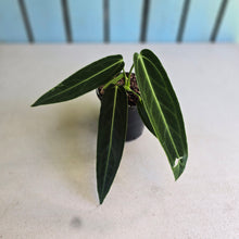 Load image into Gallery viewer, #W35 Anthurium Warocqueanum