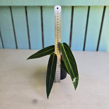 Load image into Gallery viewer, #W35 Anthurium Warocqueanum