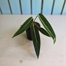 Load image into Gallery viewer, #W35 Anthurium Warocqueanum