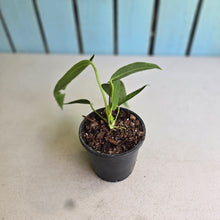 Load image into Gallery viewer, #W35 Anthurium Warocqueanum