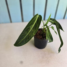 Load image into Gallery viewer, #J554 Anthurium Warocqueanum